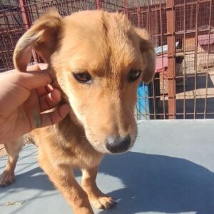 QUEENY (♀) - reserviert Tierhilfe Lebenswert DR - vermittelt