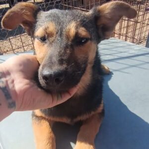 TAVI (♀) - sehr unsicher, sollte dringend ausreisen - reserviert Tierhilfe Lebenswert DR - vermittelt