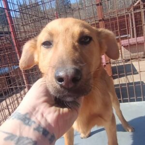 TONIA (♀) - sehr unsicher, sollte dringend ausreisen - reserviert Tierhilfe Lebenswert DR - vermittelt