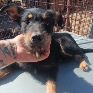 HANNY (♀) - sehr unsicher, sollte dringend ausreisen