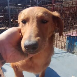 AURELIUS (♂) - reserviert Tierhilfe Lebenswert DR - vermittelt