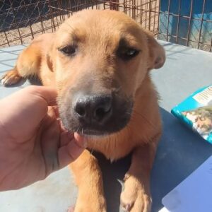 GULLI (♂) - ausgereist zur Tierhilfe Lebenswert