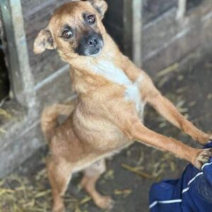 CHICA (♀) - reserviert - vermittelt