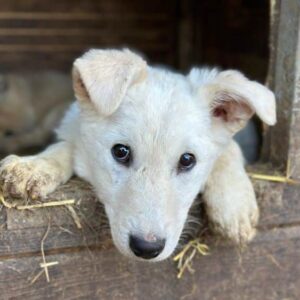 LUBI (♀) - vermittelt LS