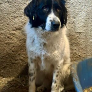 THERESIA (♀) - vermittelt MH