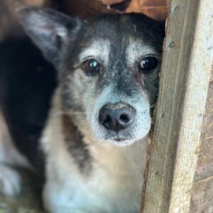 AMIGO (♂) - Opi mit Hinterhandschwäche