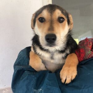 ARIANNA (♀) - ausgereist zu ProVitaAnimale