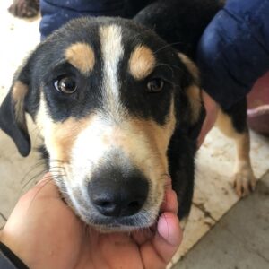 VIDIR (♂) - durchtrittige Füße - auf PDR PS im PLZ Bezirk 16 - vermittelt