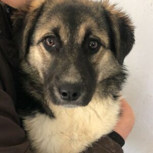 TAMZIN (♀) (=SOFIA)