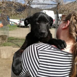 ELLY (♀) - vermittelt MD