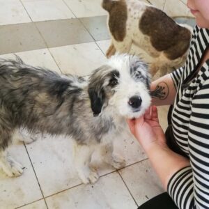 JAYLA (♀) - vermittelt Manuela