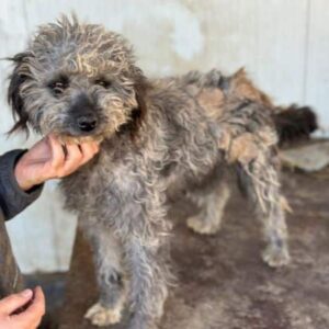 JOAN (♀) - vermittelt MD