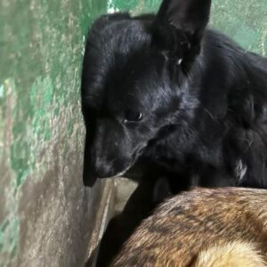 FINO (♂) - Notfall im Shelter - jetzt auf PDR PS im PLZ Bezirk 73 *ausgereist*