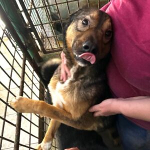 LAZAR (♂) - im Shelter seelischer Notfall - jetzt auf PDR PS im PLZ Bezirk 99 - vermittelt