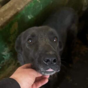 ENA (♀) - auf PDR PS im PLZ Bezirk 1 - vermittelt