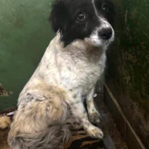 QUAWWA (♀) - auf PDR PS im PLZ Bezirk 53 - vermittelt