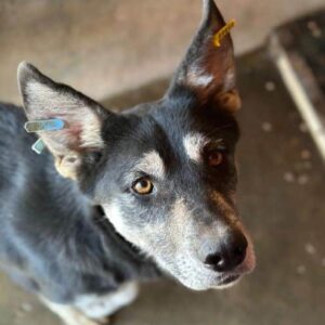 TAMA (♀) - Notfall - linke Vorderpfote defekt - klettert immer wieder aufs Kenneldach und kommt allein nicht runter