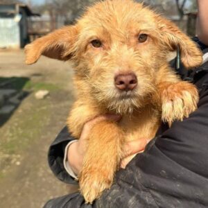 BUBBLE (♂) - reserviert Tierhilfe Lebenswert DR - vermittelt