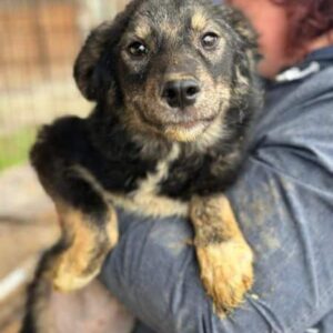 BABSI (♀) - auf PDR PS im PLZ Bezirk 21 - vermittelt