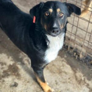 JOSHIE (♂) - auf PDR PS im PLZ Bezirk 84 - vermittelt