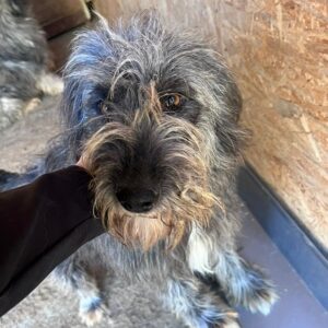 GIRLY (♀) - vermittelt MH