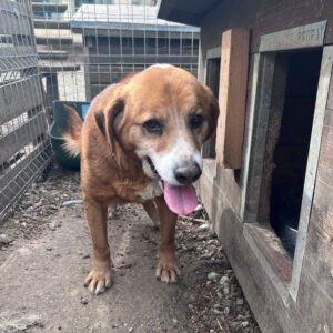 ETOILE (♂) - ausgereist zum TH Wannigsmühle