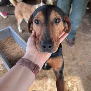 RESY (♀) - ausgereist zum TST Rösrath