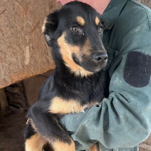 FERRY (♂) - vermittelt MD