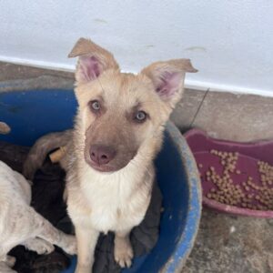 LUMI (♀) - auf PDR PS im PLZ Bezirk 86 - vermittelt