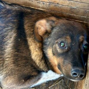 WUDDY (♂) - sollte dringend ausreisen!