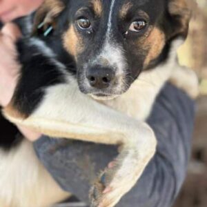 PAINT (♀) - sollte dringend ausreisen