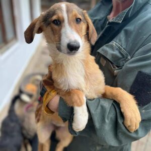 LORELEY (♀) - ausgereist zur Hundescheune Fläming