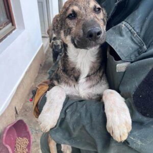 JOCKEL (♂) - ausgereist zur Hundescheune Fläming