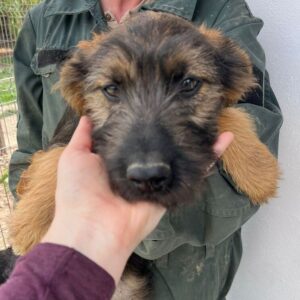 IDEFIX (♂) - ausgereist zum TH Lingen