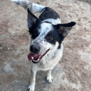 TOTTIE (♂) - auf PS im PLZ Bereich 94 (MK)