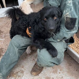 HENNING (♂) - RBB 04/24