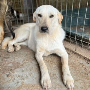 CHITA (♀) - Hautprobleme - auf PDR PS im PLZ Bezirk 50 - vermittelt