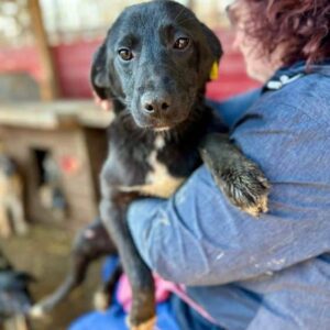 KING (♂) - auf PDR PS im PLZ Bezirk 46 - vermittelt