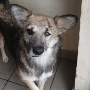 PEKA (♀) - vermittelt NH