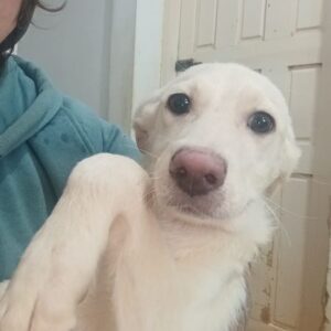 NIMUE (♀) - bereits ängstlich, sollte zeitnah ausreisen - reserviert Tierhilfe Lebenswert DR - vermittelt