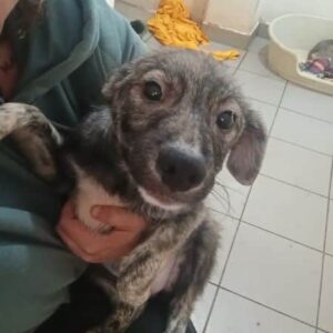 CASSIE (♀) - ausgereist zur Tierhilfe Lebenswert