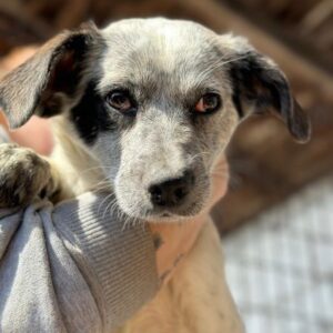 ISI (♀) - wird bereits unsicher - ausgereist zur Tierhilfe Lebenswert