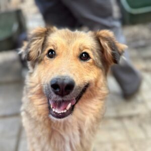 LACKY (♀) - ausgereist zum TST Rösrath