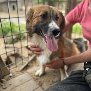 OCKO (♂) - auf PS im PLZ Bereich 24