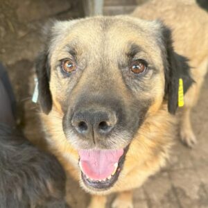 AJUN (♂) - ausgereist zum TST