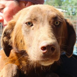 NOSHI (♂) - kommt nicht gut zurecht - ausgereist zum TST