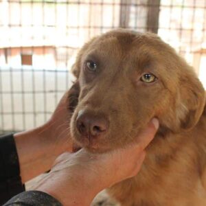 MÄDDY (♀) - ausgereist zum TST Rösrath