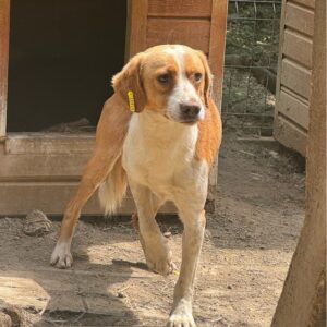 TEASY (⚤) - vermisst 11/24