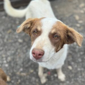 ARGI (♀) - ausgereist zu Tiere in Not Odenwald e.V.