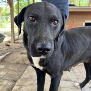 NINETTE (♀) - reserviert Kathleen Müller (AL 21.05.)